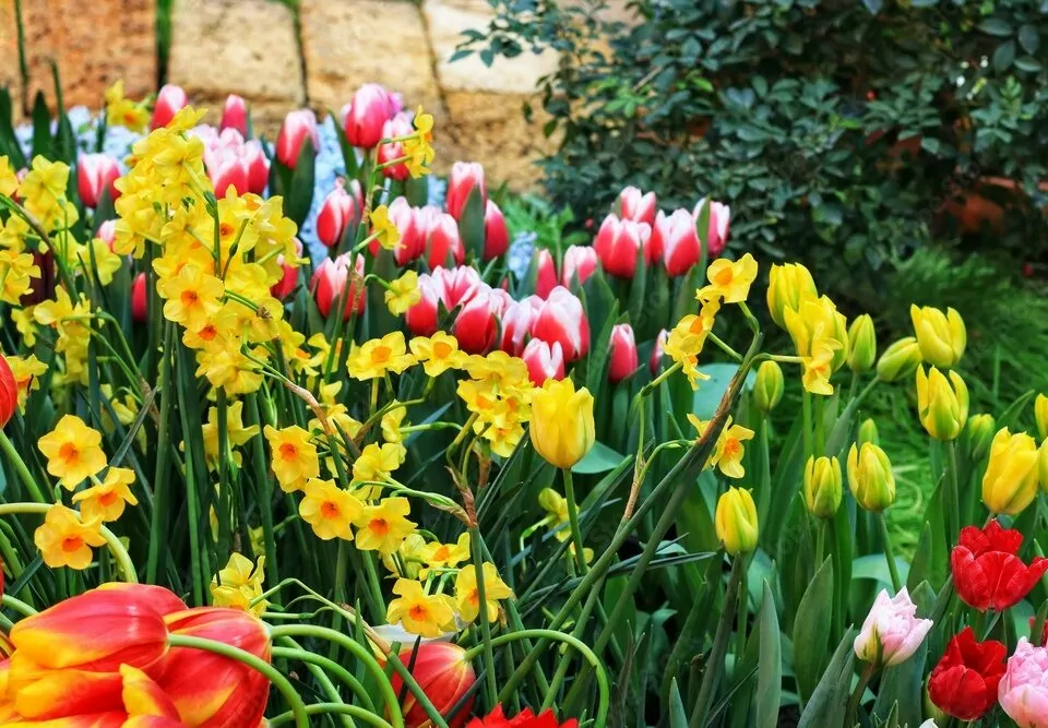 Flowers